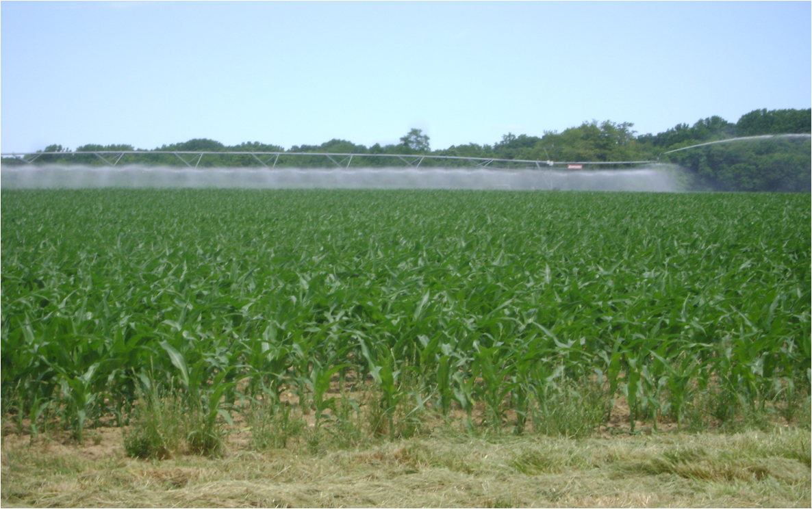 Center pivot spray irrigation at the Diller farm near Worton, MD (Source: MDE)