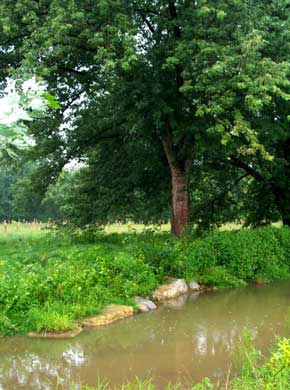 streambank with well developed vegitation