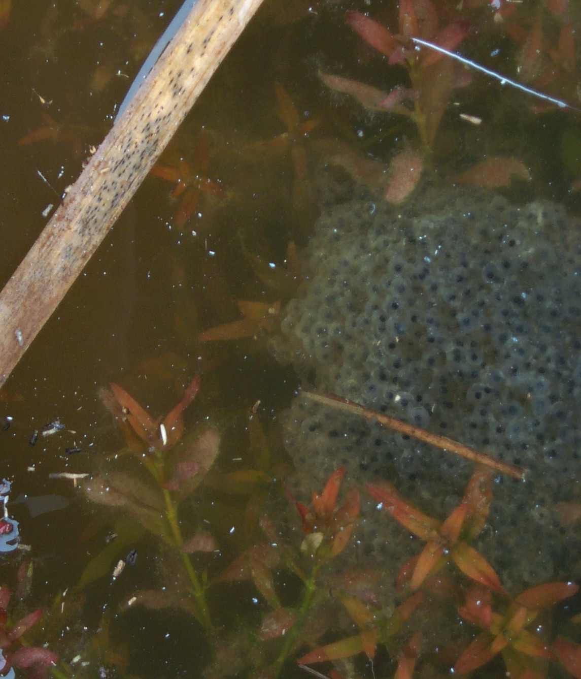 wood frog eggs in March